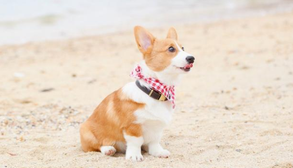 How to distinguish between large, medium and small dogs?