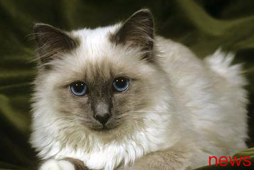 Which cats are the best for domestic maintenance? Check out these
