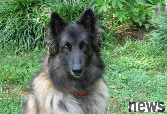 Be careful when raising dogs! These four dog breeds may make you regret it in the future