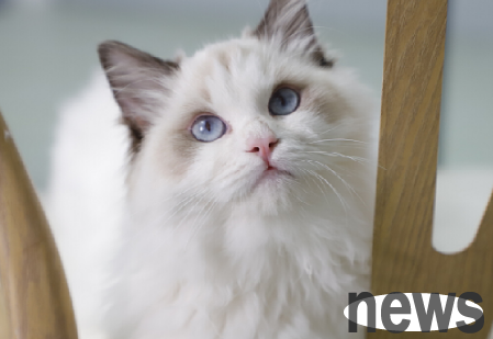 How to express love and care for stray cats?