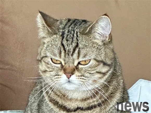 Take a look at the five most human-friendly cats. If you have one at home, just have a secret fun!