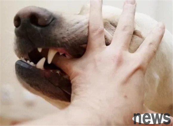 These are the reasons why dogs 
