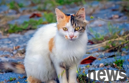 What should I do if a two-month-old cat vomits?
