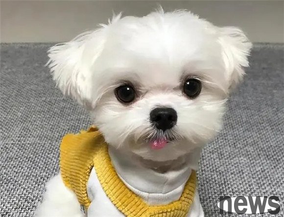 These 6 small dogs are 