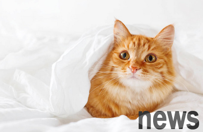 What foods are better for cats