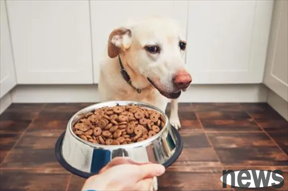 Owners need to know: Dogs don’t like to eat, these 6 reasons