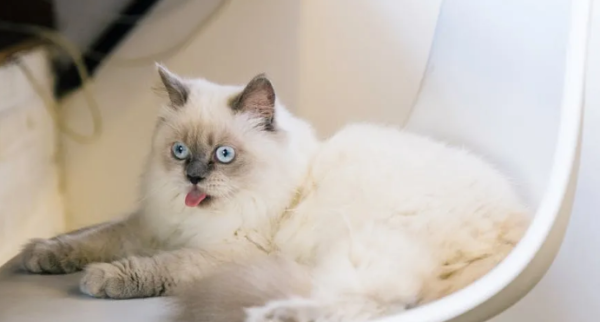 The 6 most loyal cats in the cat world are recognized as the most loyal ones, and Maine is also on the list