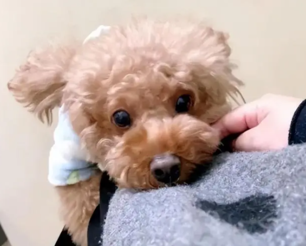 What are the meanings of a dog holding your thigh?