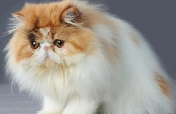 The five types of cats that are 
