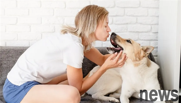 Why do dogs lick people? What does dogs licking people mean?