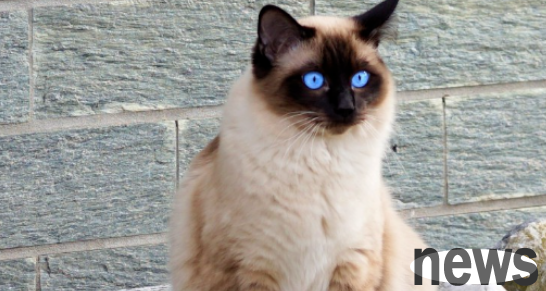 Among the top ten most popular cats, is your 