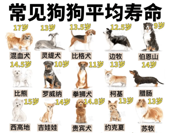 Average lifespan of common dog breeds | Small dogs live longer than large dogs