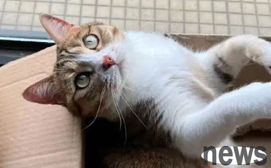 Is the cat s nose normal moist or dry?