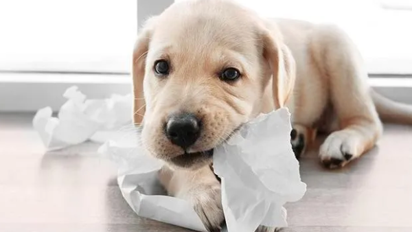 After raising a dog for a long time, I realized that the dog s biting habit will be changed by himself at a certain age.