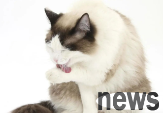 No one doesn’t know these tips for raising cats, right?