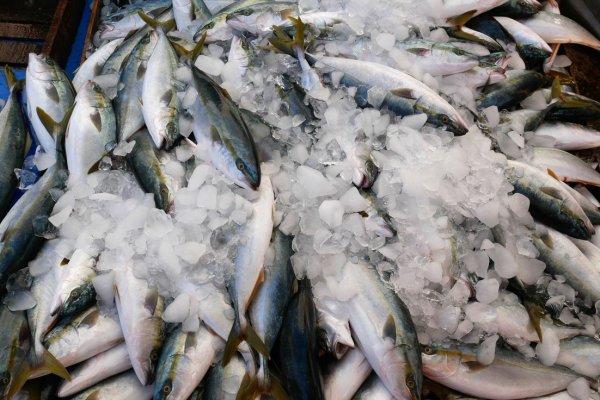 How to relieve the freshness of fish meat? 2 tricks for coaching according to time: Most people often commit NG actions