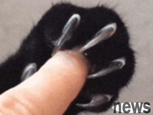 Why don’t cats touch their claws? Do you dislike me?