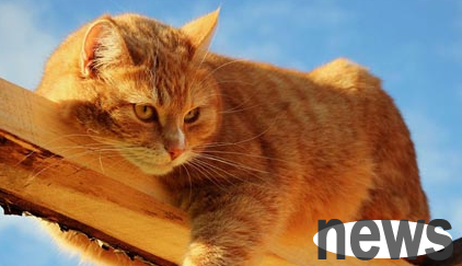10 manifestations of cats care about their owners, and see if your cat has it!