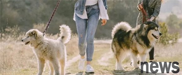 These seven behaviors of dogs are actually manifestations of loving their owners? It is too sweet