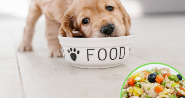 What should you pay attention to at every stage of your dog s growth?