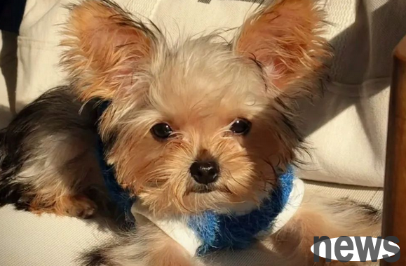 Dog Reiki: Provide Reiki healing for furry kids
