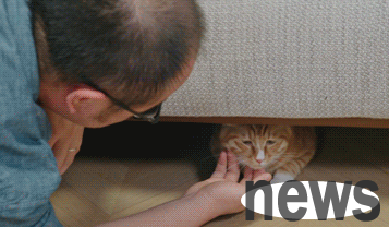 Stay calm and don’t panic, the cat raising strategy for beginners is here!
