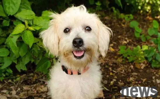 Whether the dog is well raised can be seen at a glance by looking at these 5 parts.