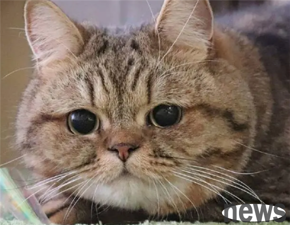 Big-faced cats are born in the sky! Big fat face, big eyes, small flesh claws, meet all your ideal requirements