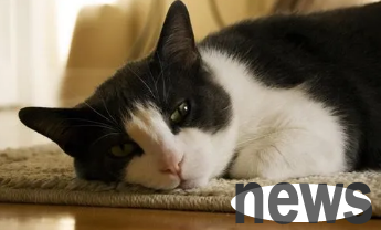 What should I do if the female cat has broken amniotic fluid and has not yet had a child