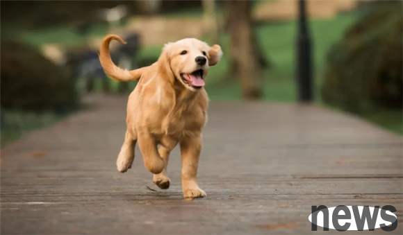 Take a look at 6 non-aggressive dogs, and you can keep them at ease even if you have children at home.