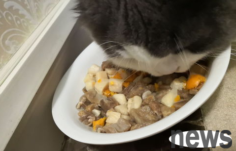What should I do if a cat doesn’t eat cat food and only eats freeze-dried?