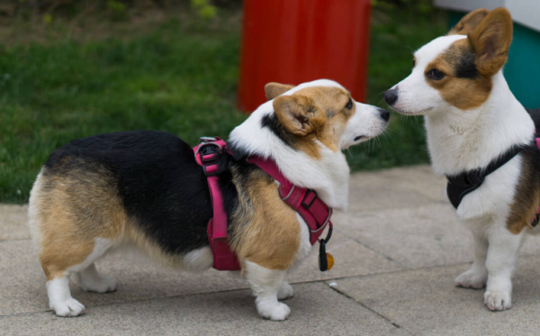 These manifestations cannot be hidden in the dog’s happy life!