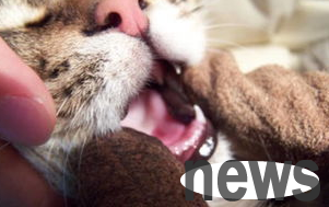 What to do if cats are drooling when they are mouth ulcers?