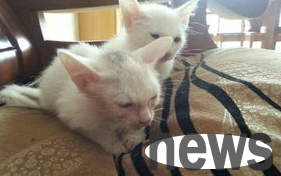 What should I do if a cat has jaundice? How to treat it?