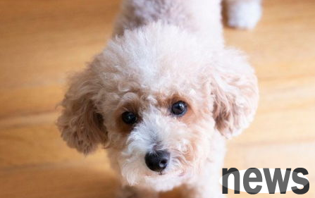 Can dogs eat pickles? What should I do if the dog eats the pickle?