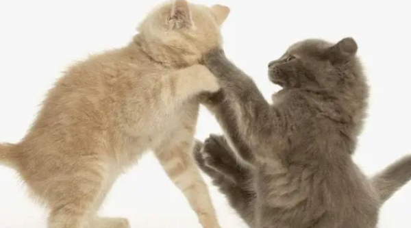 What to do if two cats fight?