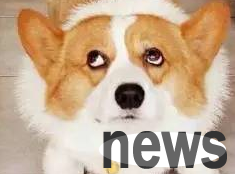 What should I do if I have motion sickness in my dog? Can I adapt to it in the future?