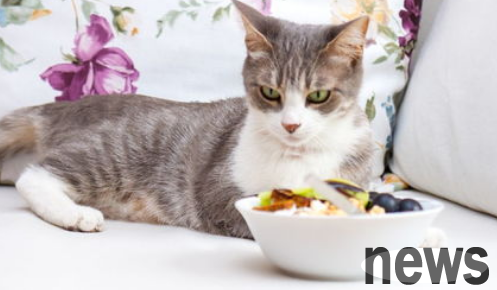 Why do some cats take food out of the bowl?