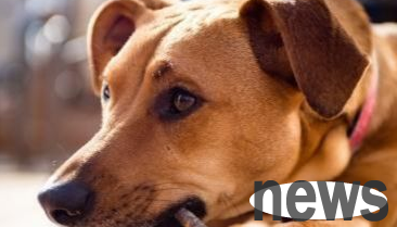 What should I do if my dog ​​eats chocolate? How to induce vomiting?
