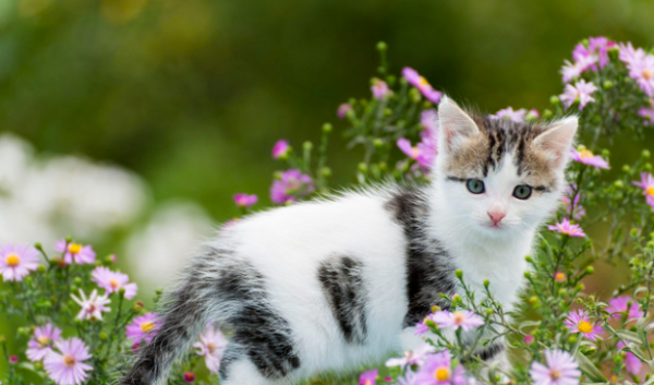 Why do cats twitch?