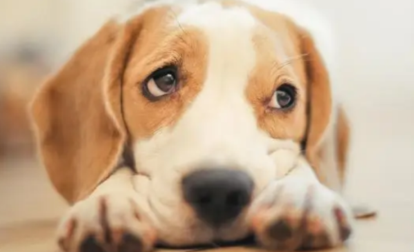 What to do if the puppy fish bone gets stuck in his throat?