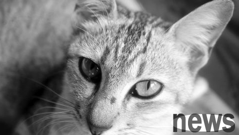 How to train a calm cat?