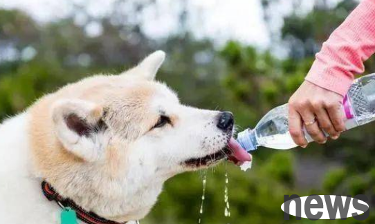 What should I do if my dog ​​doesn’t drink water?