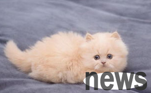 Why can cats be spies? Cat training skills!