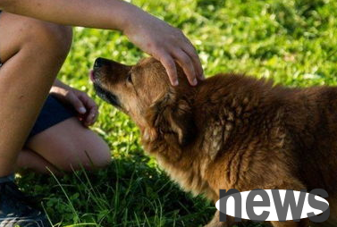 Why do dogs fear beauty? What s going on?