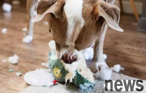 How to take care of an injured dog? Things to note when caring for injured dogs