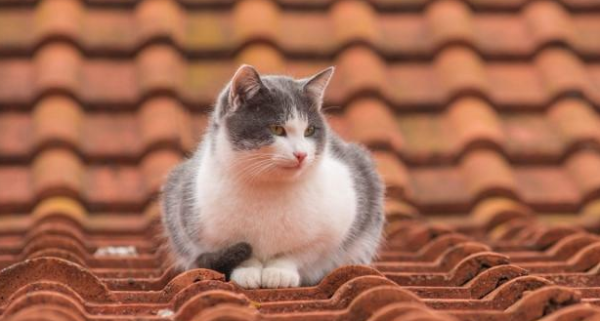 How to train cats to enter and exit freely? Training cat skills!