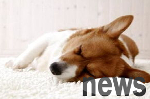 What should I do if a dog has poor physical fitness? Teach you how to do this!