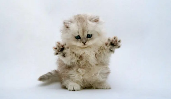 Three steps to train a cat to pretend to be dead, 8 seconds to let you learn!