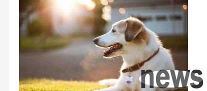 When the pet dog suddenly goes into shock, how should the owner save it?